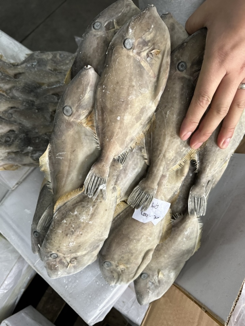 马面鱼100/200。剥皮鱼