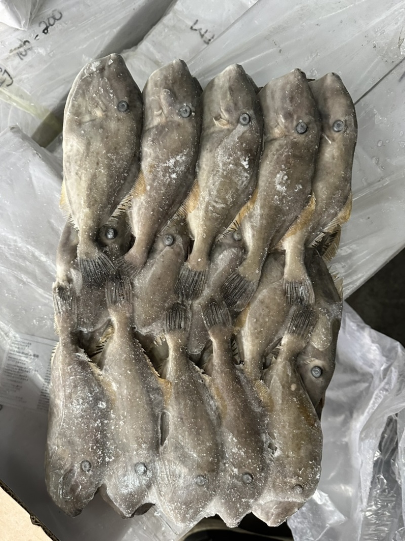 马面鱼100/200。剥皮鱼