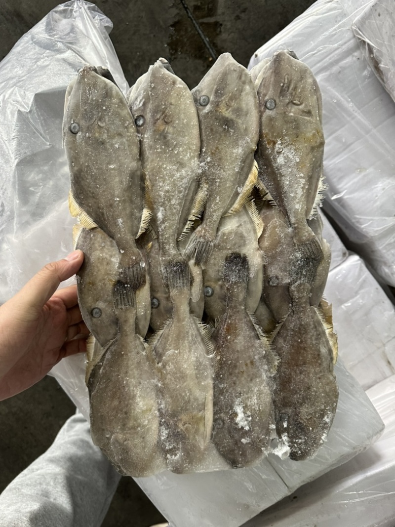 马面鱼100/200。剥皮鱼