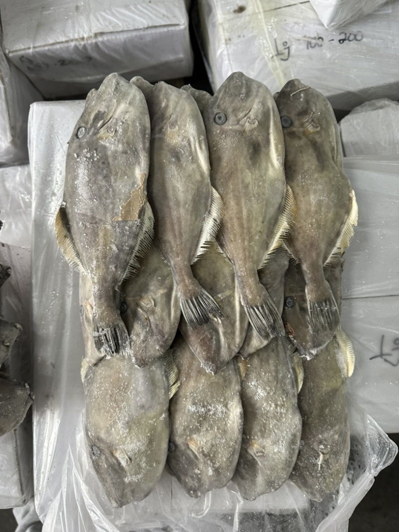 马面鱼100/200。剥皮鱼