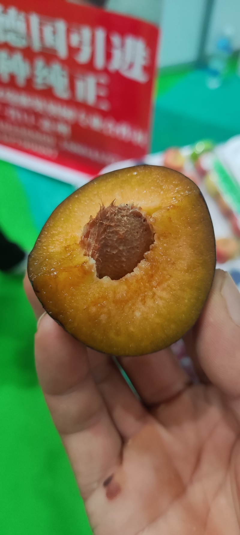 西梅苗法兰西，艾林娜，塔尔玛，莫妮卡，新梅四号西梅苗