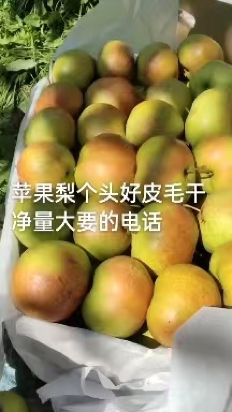 精选苹果梨大量上市产地直发一手货源供应全国市场