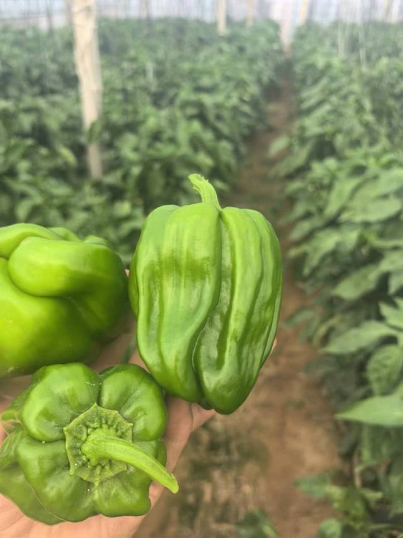 麻椒、三十万亩辣椒原产地