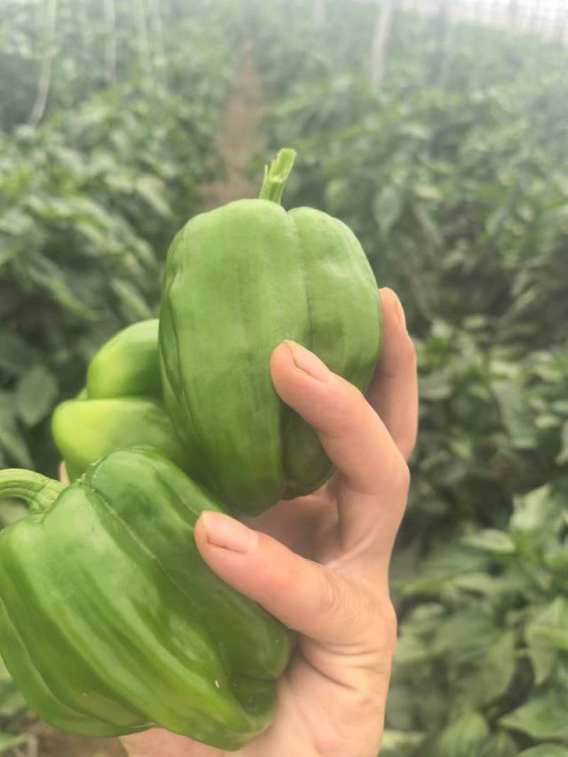 麻椒、三十万亩辣椒原产地