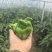 麻椒、三十万亩辣椒原产地