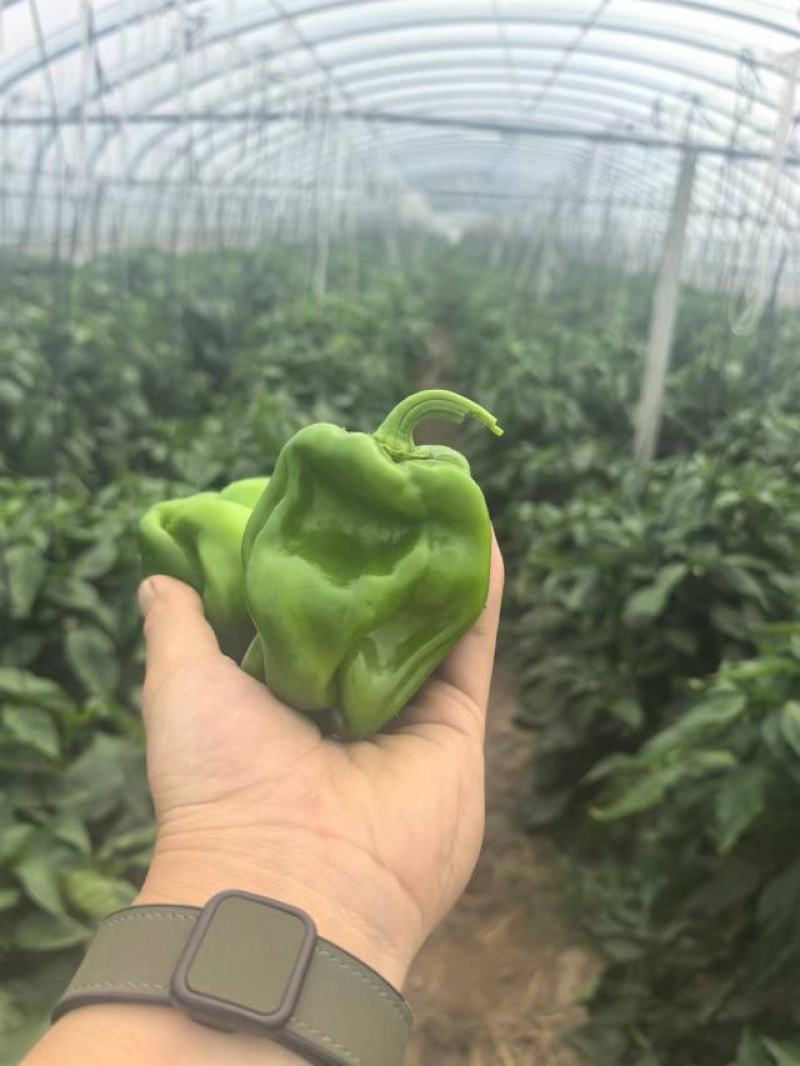 麻椒、三十万亩辣椒原产地