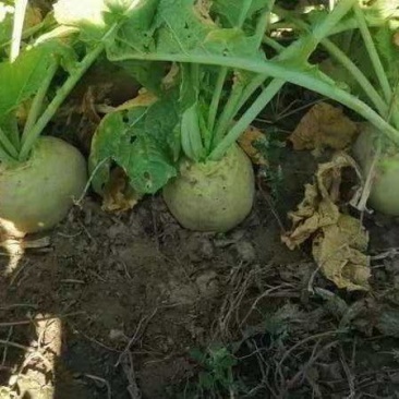 芥菜大量有货，通辽附近价格不贵