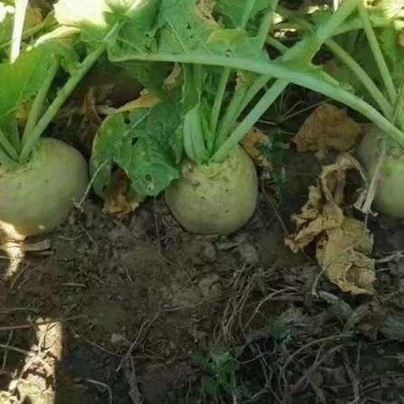 芥菜大量有货，通辽附近价格不贵