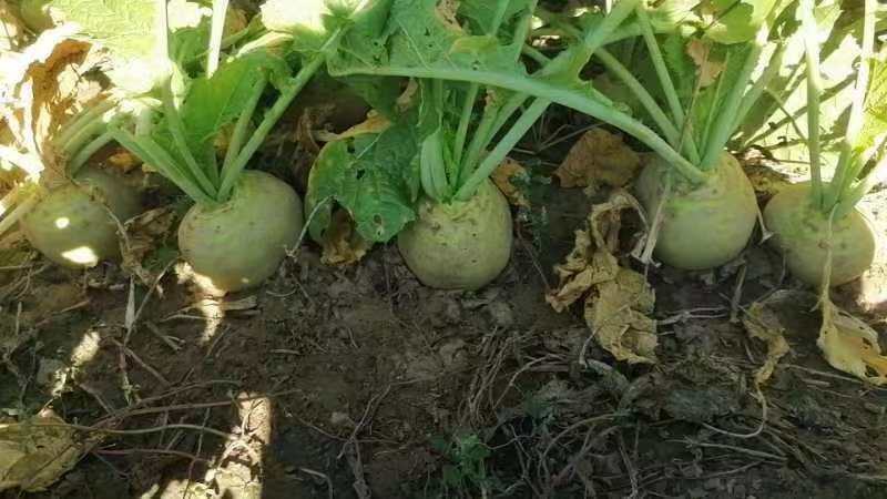 芥菜大量有货，通辽附近价格不贵