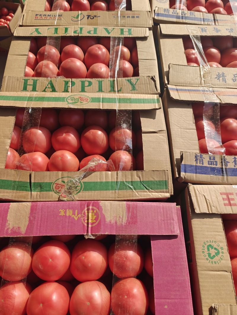 精品番茄，对接各大市场，电商，商超