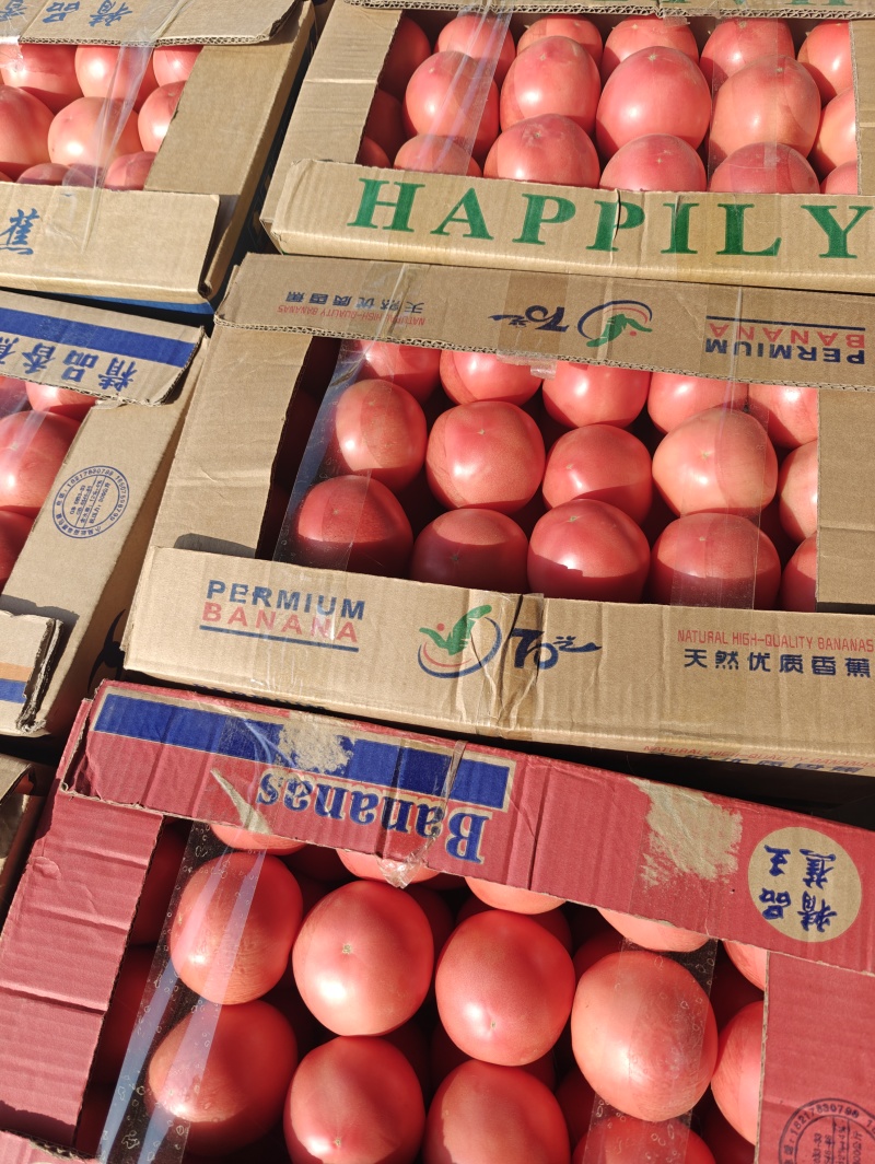 精品番茄，对接各大市场，电商，商超