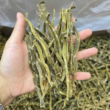 云南珍虫石斛条胶质浓郁现货批发量大可议价欢迎各位来电