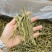 云南珍虫石斛条胶质浓郁现货批发量大可议价欢迎各位来电
