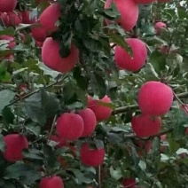 红富士苹果