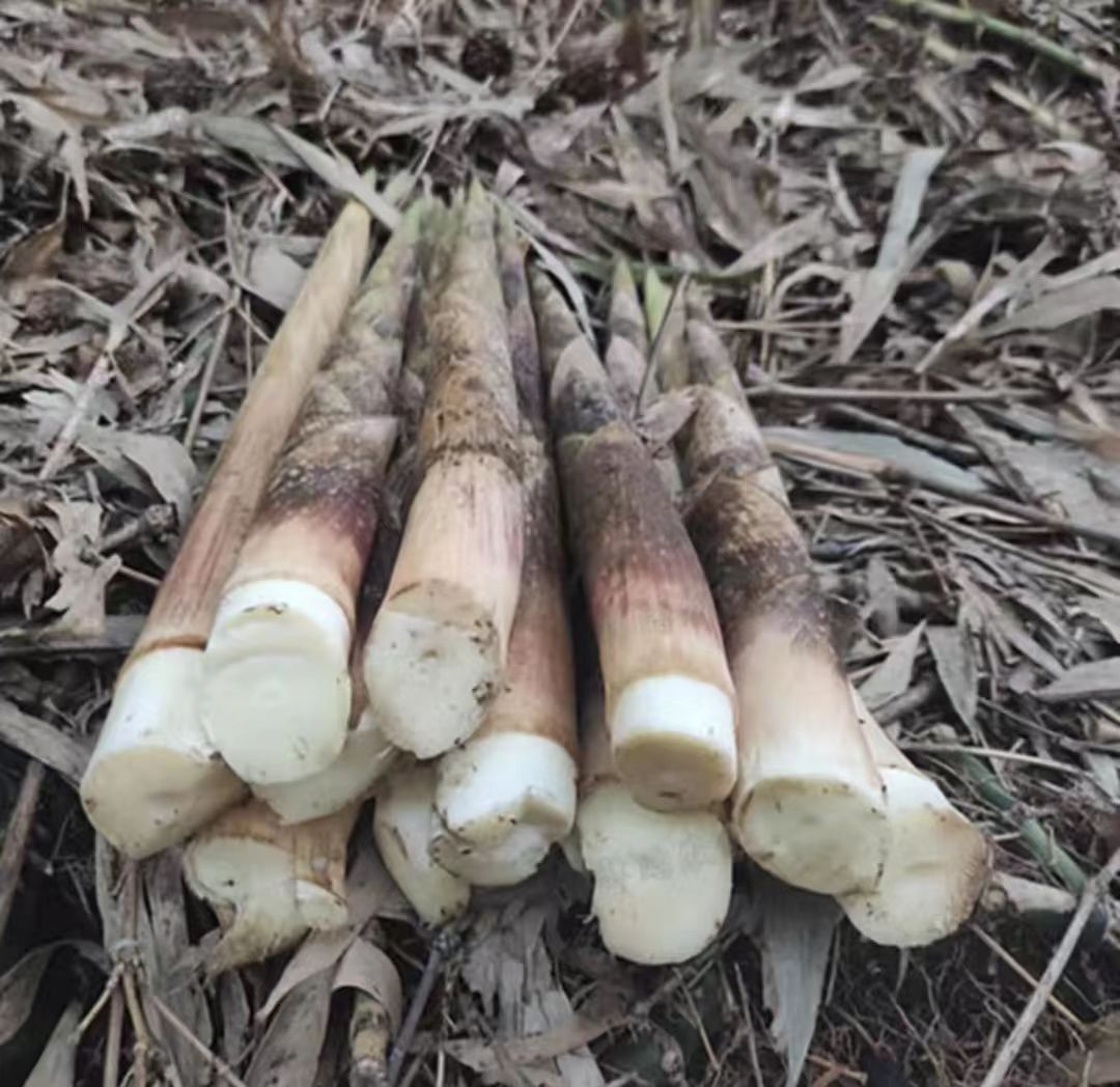 鱼腥草根实物图