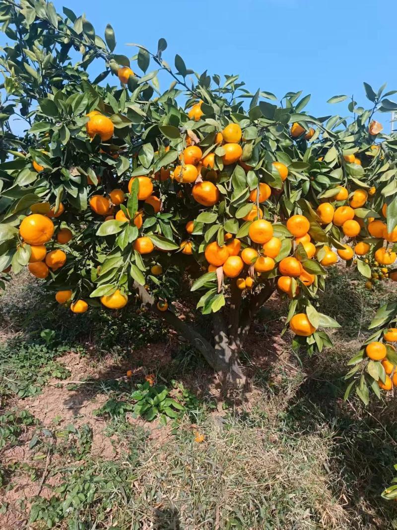 蜜桔湖北蜜橘大量供应皮薄多汁量大从优欢迎来电咨询