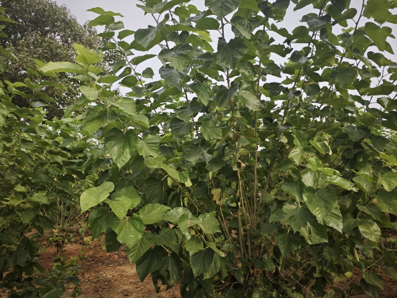 霜桑叶即将到来，青桑叶还剩三十吨，赔钱卖