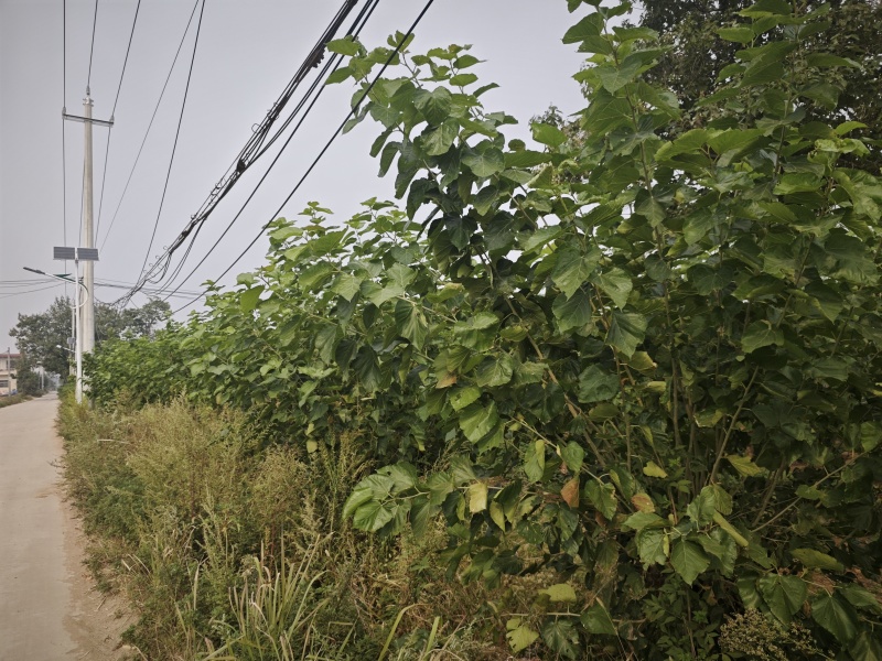 霜桑叶即将到来，青桑叶还剩三十吨，赔钱卖