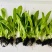 龙笋16莴笋种子圆叶绿皮绿肉香莴笋种子半高桩长棒肉质香脆