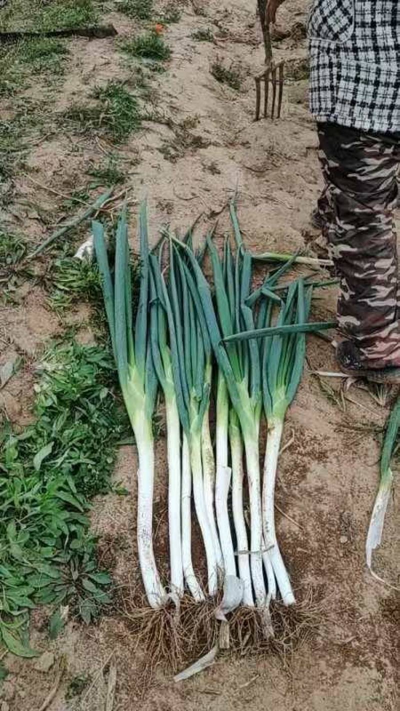 长白大葱辛辣甜葱香味浓郁大量上市产地直发欢迎致电
