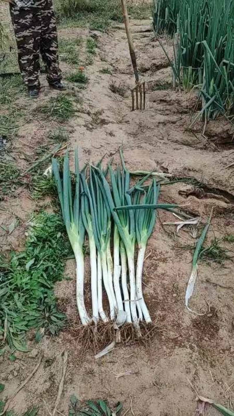 长白大葱辛辣甜葱香味浓郁大量上市产地直发欢迎致电