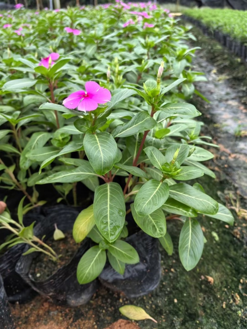 长春花小杯中杯盆栽基地直发规格齐全质量优质