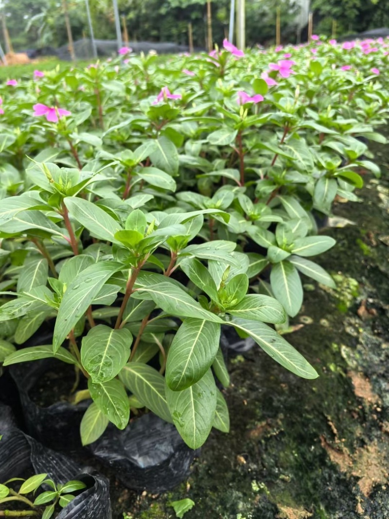 长春花小杯中杯盆栽基地直发规格齐全质量优质