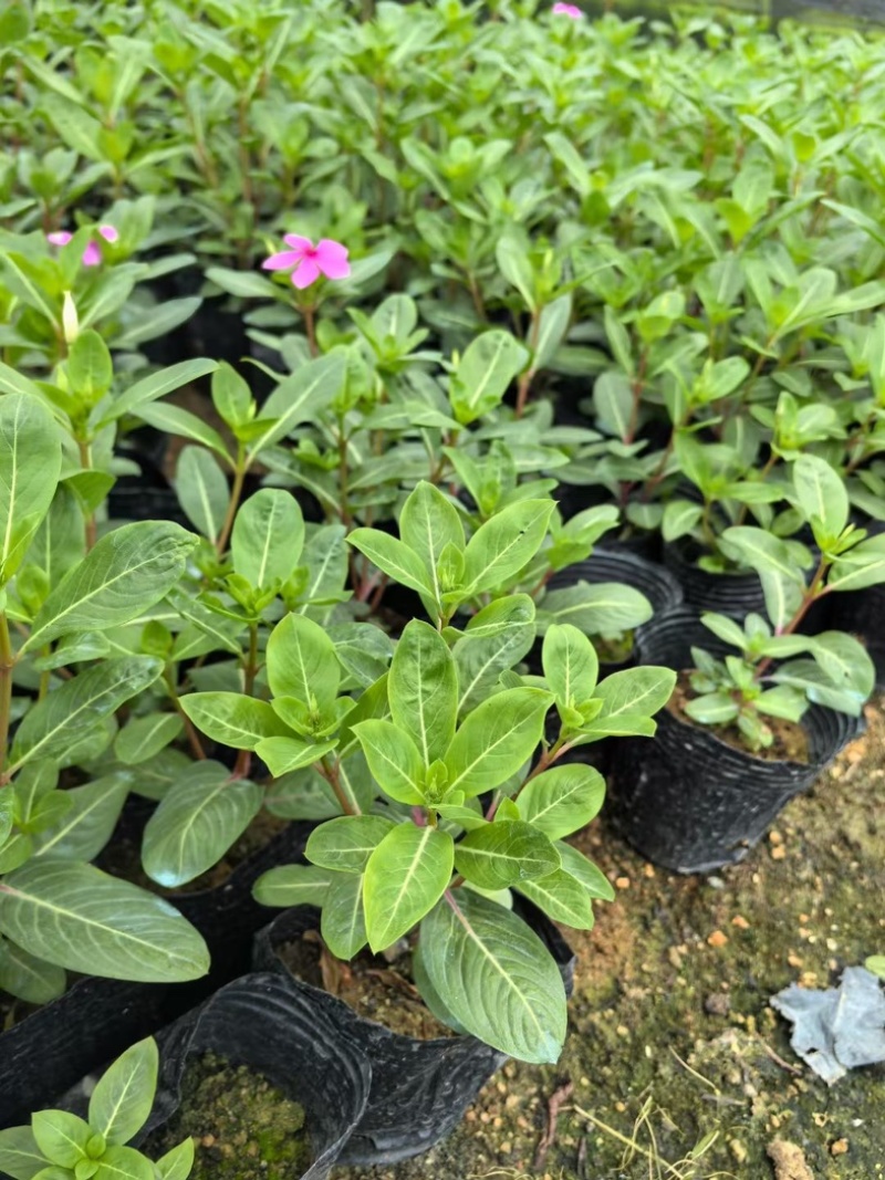 长春花小杯中杯盆栽基地直发规格齐全质量优质