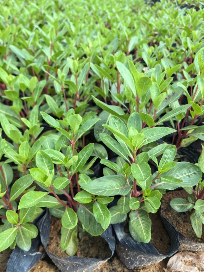 长春花小杯中杯盆栽基地直发规格齐全质量优质