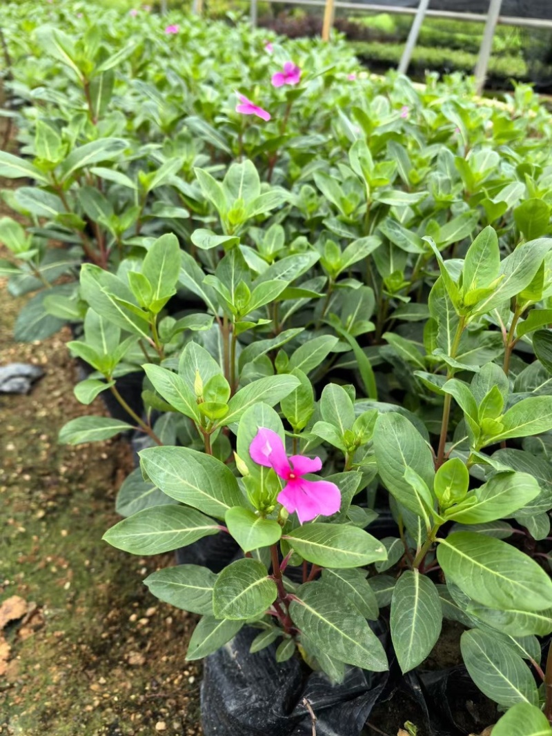 长春花小杯中杯盆栽基地直发规格齐全质量优质