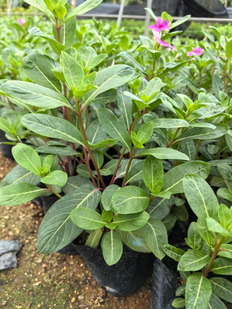 长春花小杯中杯盆栽基地直发规格齐全质量优质