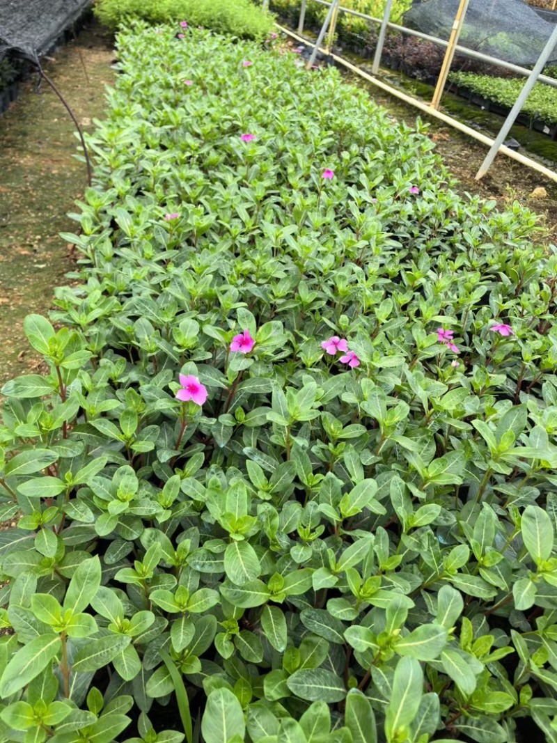 长春花小杯中杯盆栽基地直发规格齐全质量优质