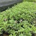 长春花小杯中杯盆栽基地直发规格齐全质量优质