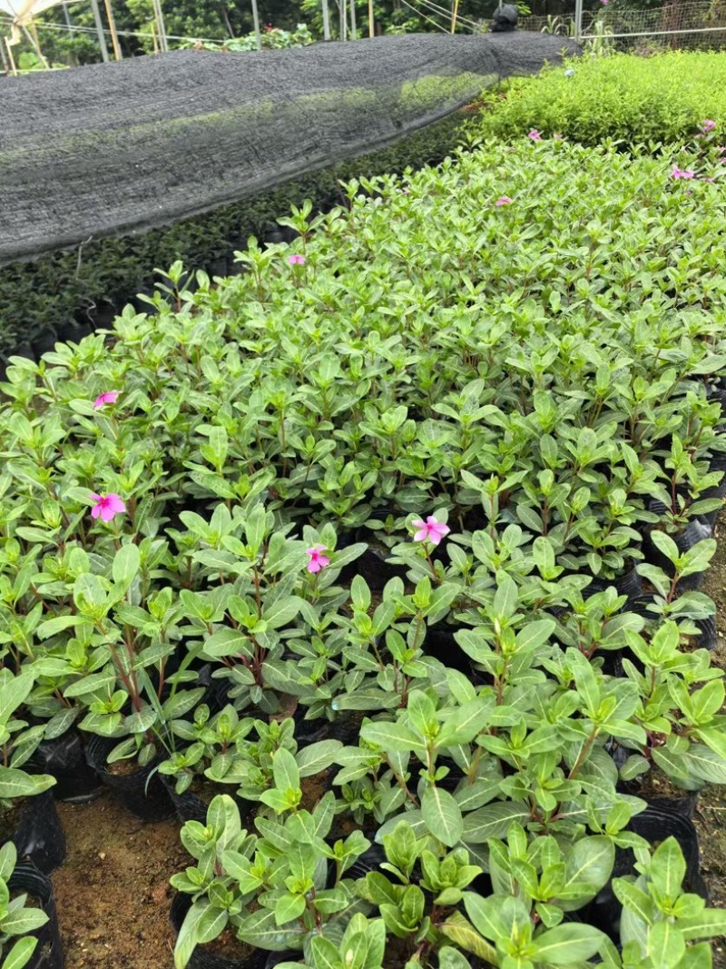 长春花小杯中杯盆栽基地直发规格齐全质量优质