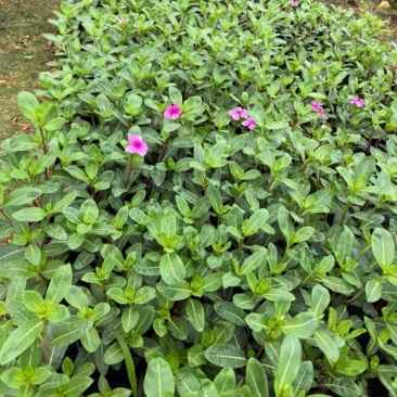 长春花小杯中杯盆栽基地直发规格齐全质量优质