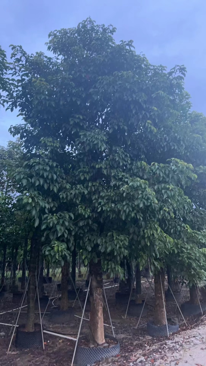 秋枫25～35基地直发规格齐全质量优质