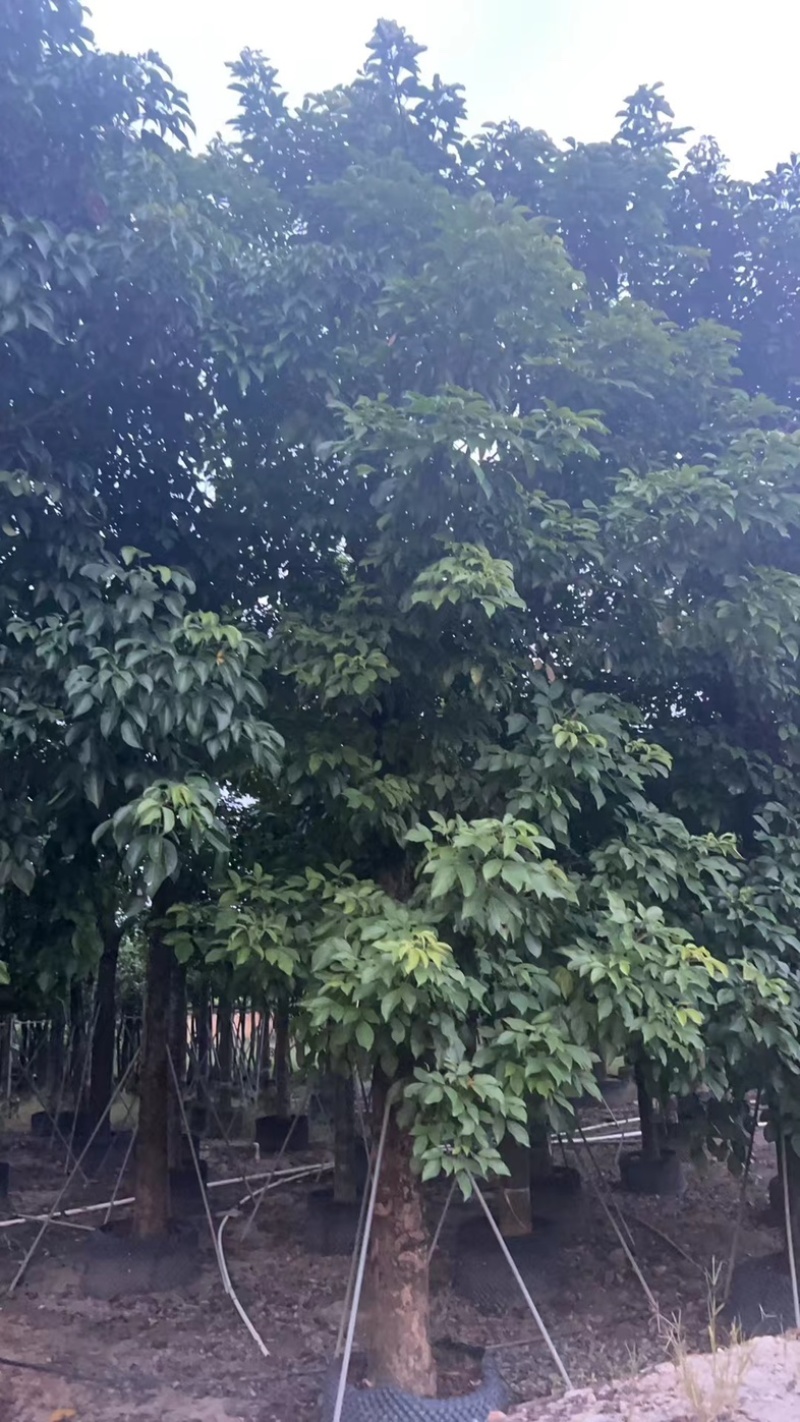 秋枫25～35基地直发规格齐全质量优质