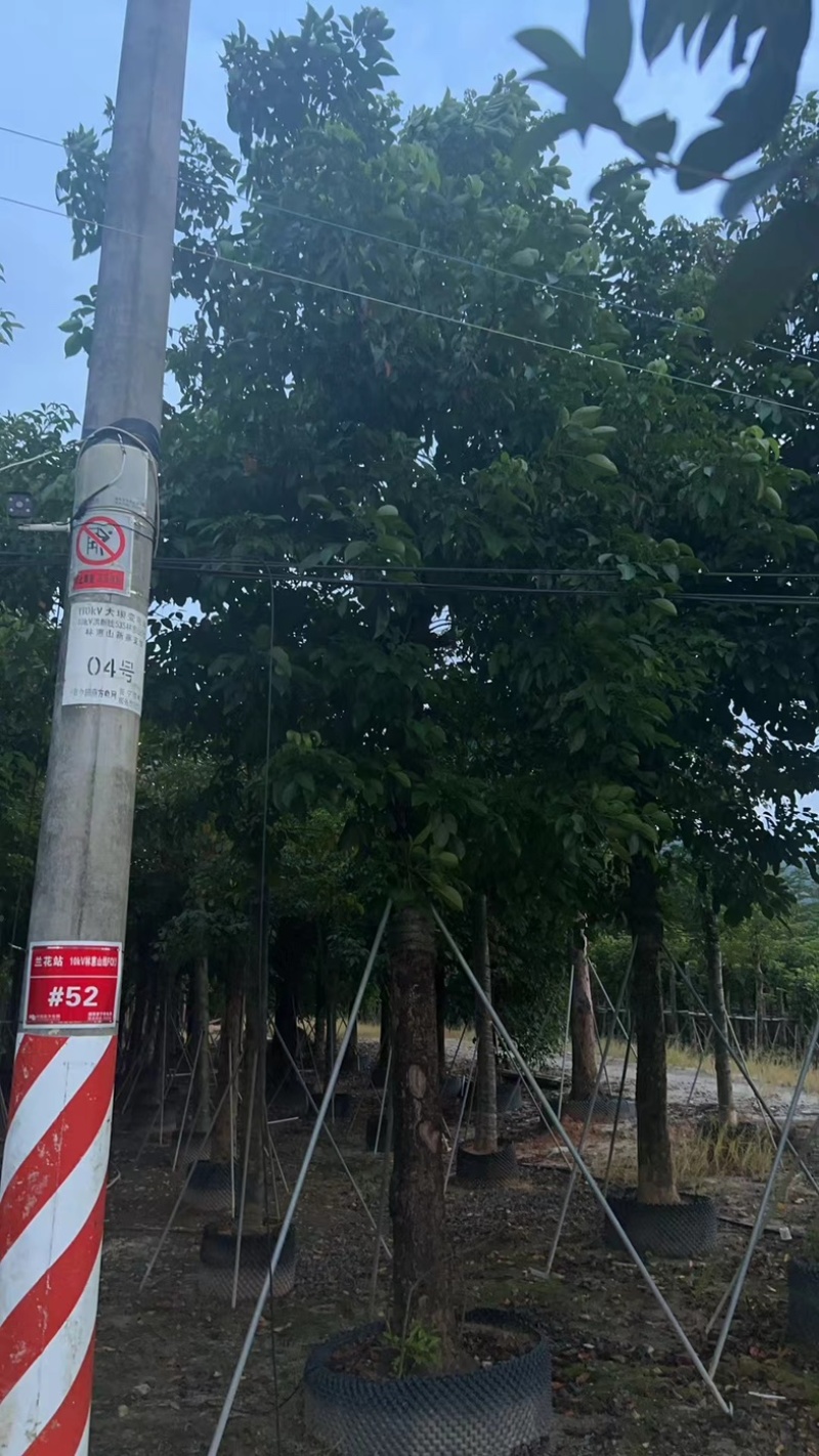秋枫25～35基地直发规格齐全质量优质