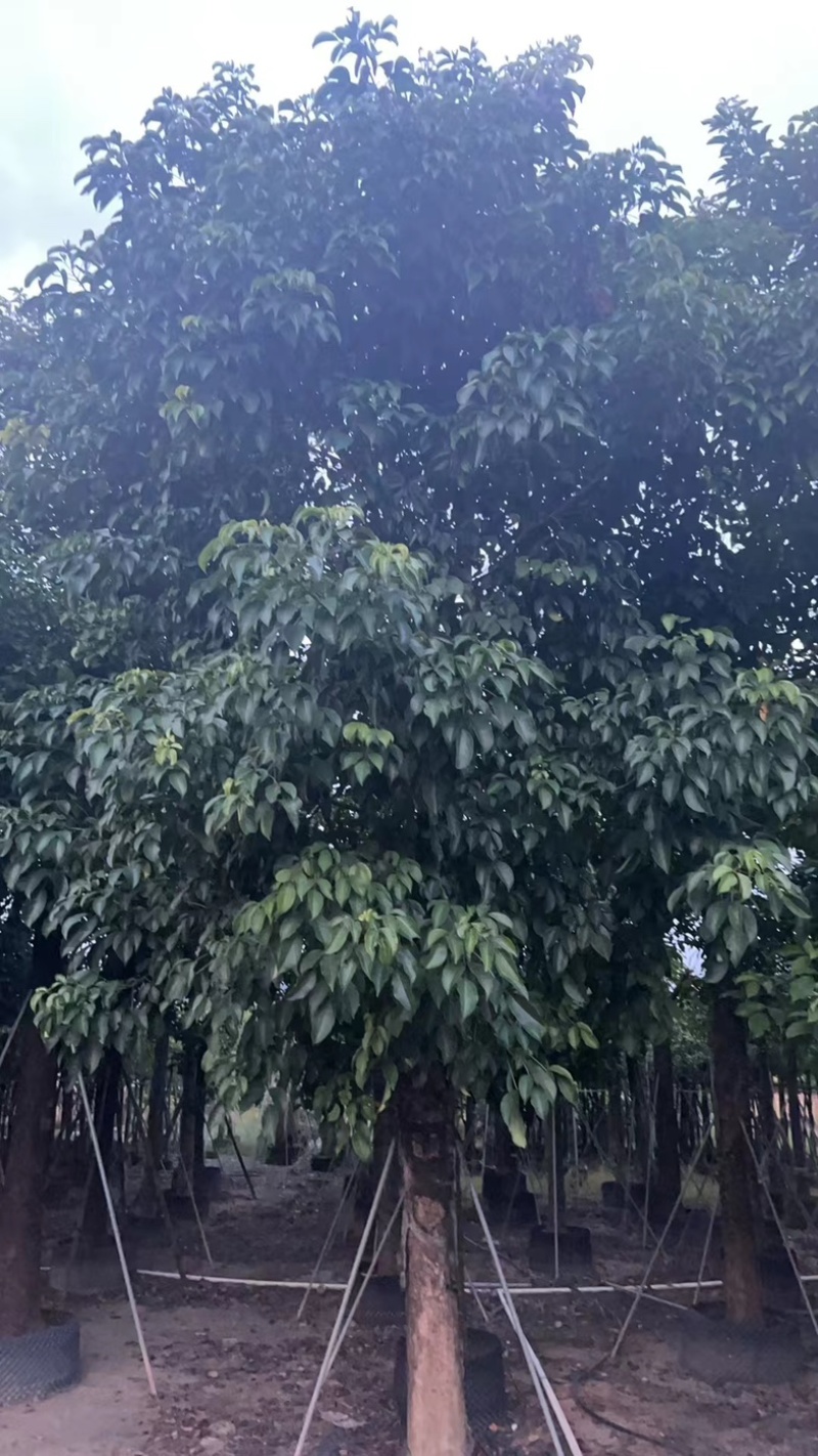 秋枫25～35基地直发规格齐全质量优质