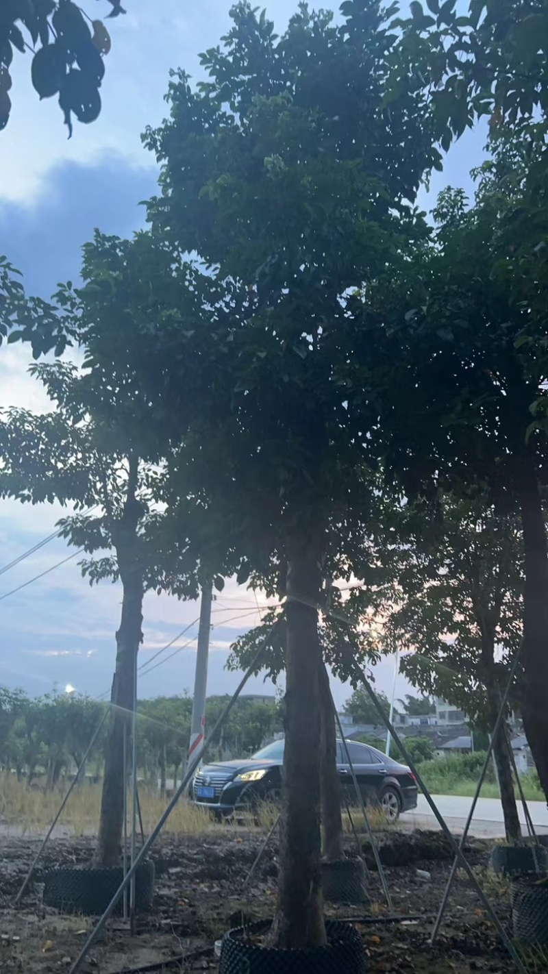 秋枫25～35基地直发规格齐全质量优质