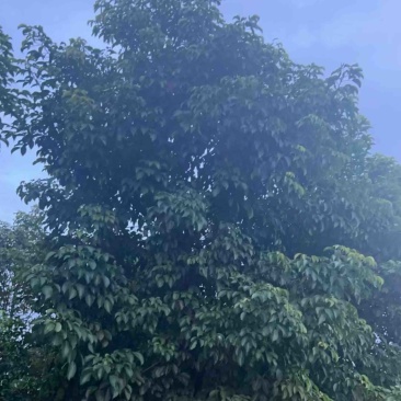 秋枫25～35基地直发规格齐全质量优质