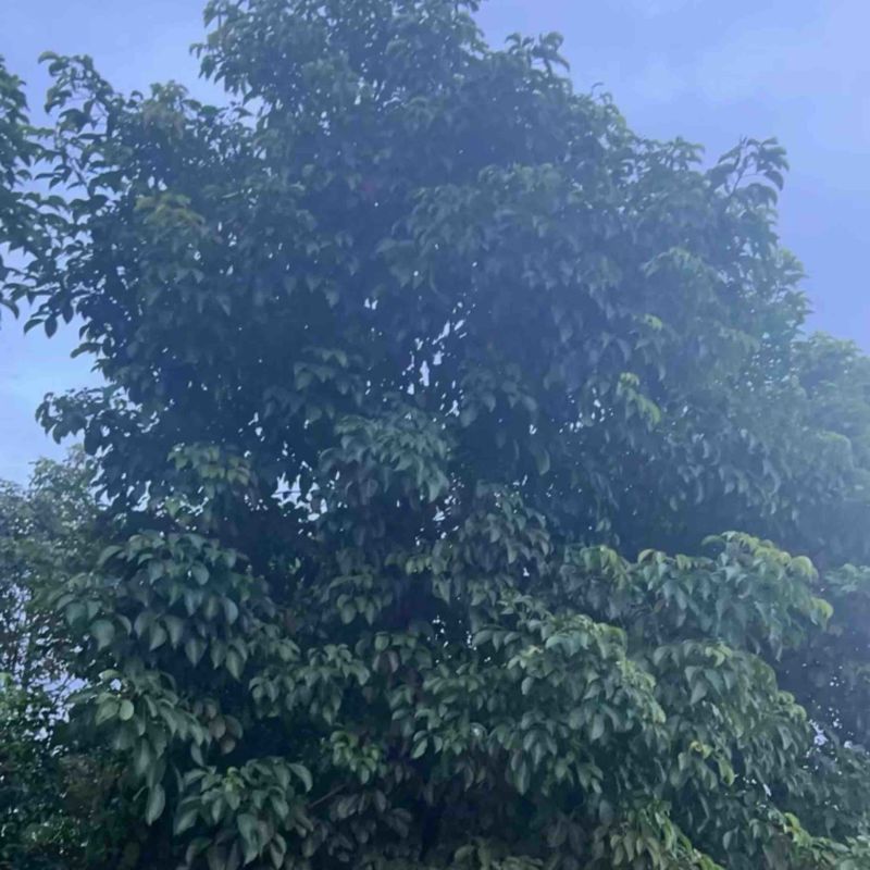 秋枫25～35基地直发规格齐全质量优质