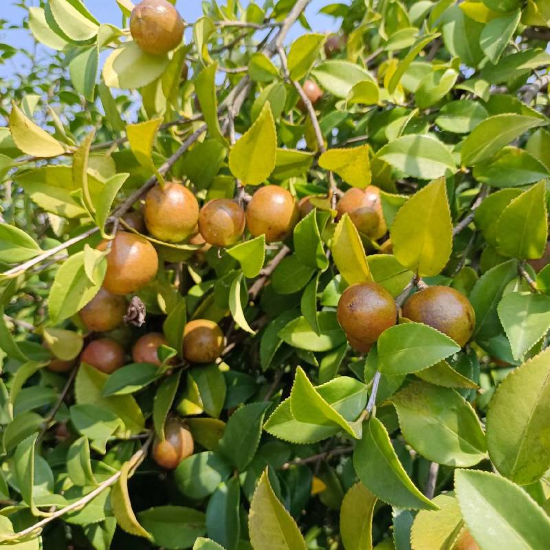 基地直供油茶苗量大从优长林系高产嫁接裸根苗