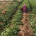 基地直供油茶苗量大从优长林系高产嫁接裸根苗