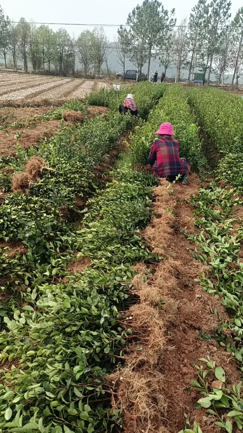 基地直供油茶苗量大从优长林系高产嫁接裸根苗