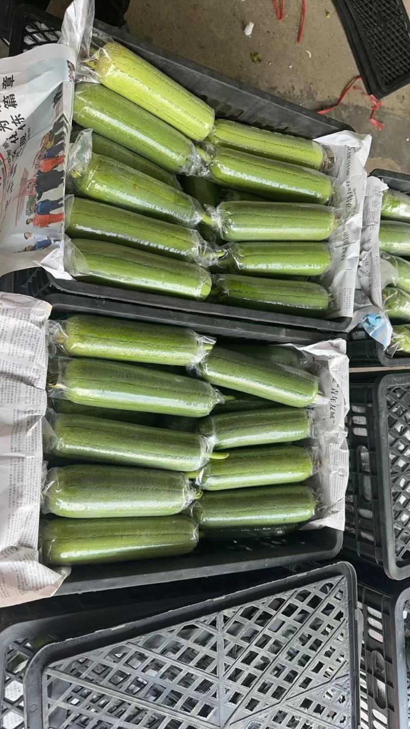 热销广西、水瓜、肉丝瓜（万亩基地）可一件代发质量保证