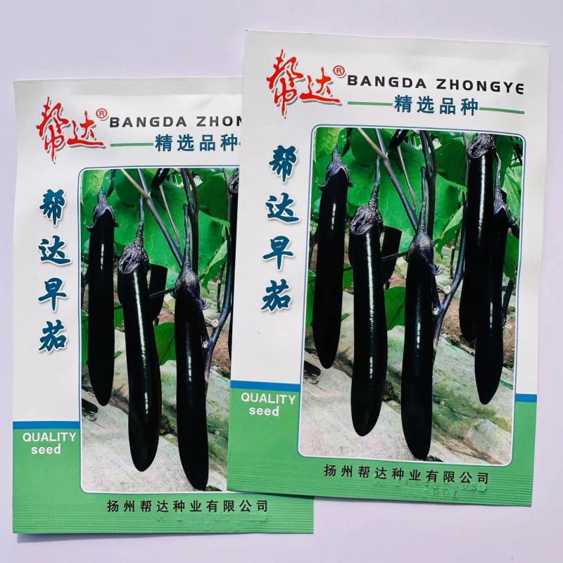 帮达早茄茄子种子特早熟紫长茄种子耐寒性强果肉浅绿色细嫩茄