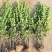 北海道黄杨基地货源充足，丛生，独干，品种齐全