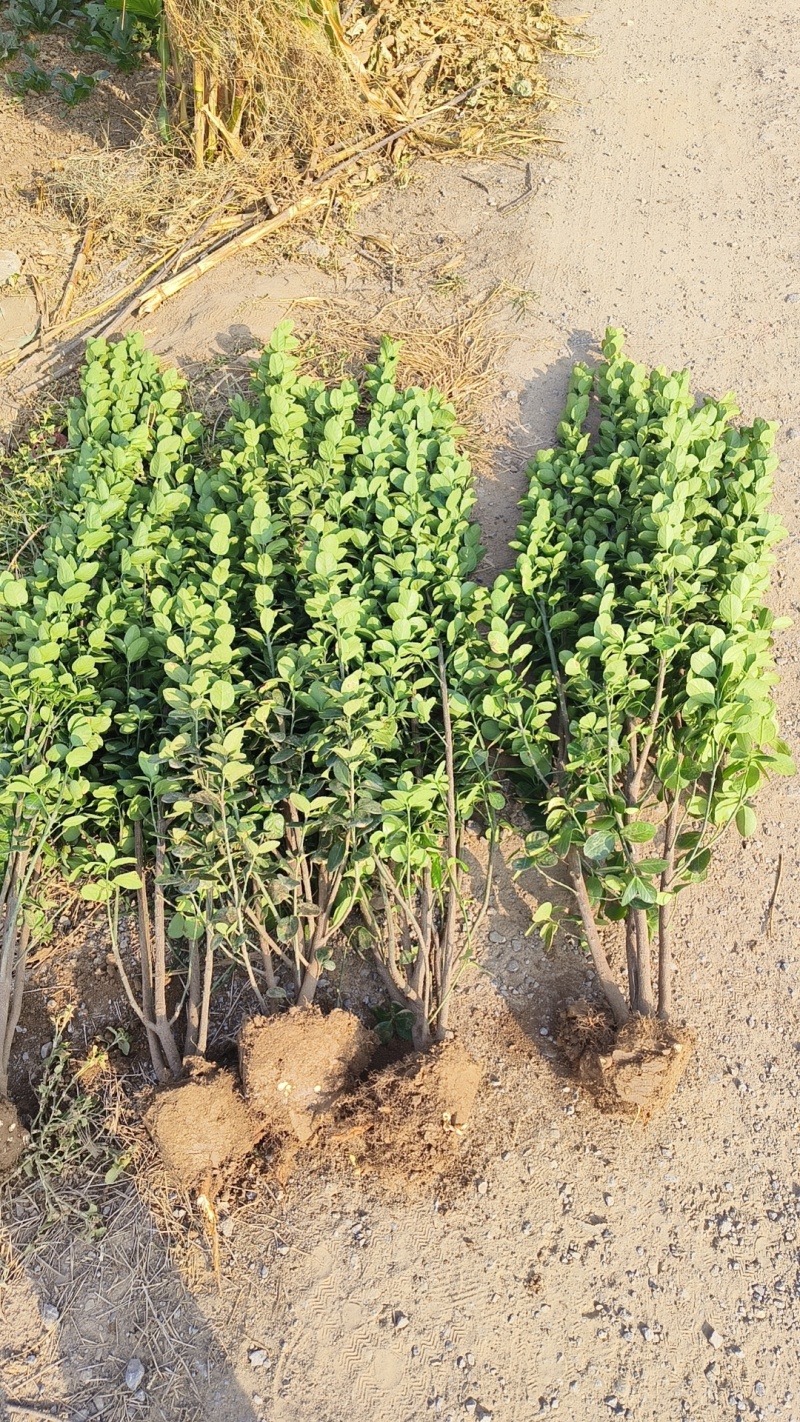 北海道黄杨基地货源充足，丛生，独干，品种齐全