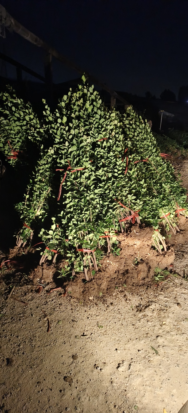 北海道黄杨基地货源充足，丛生，独干，品种齐全
